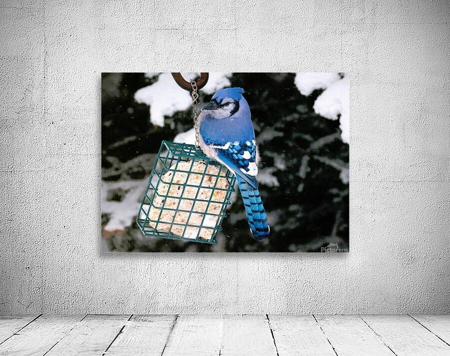 Bird Photography    Wall Preview