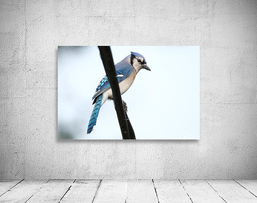Bird Photography    Wall Preview