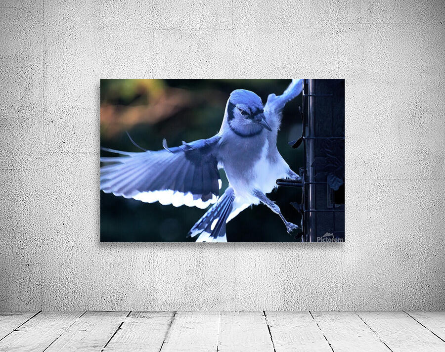 Bird Photography    Wall Preview