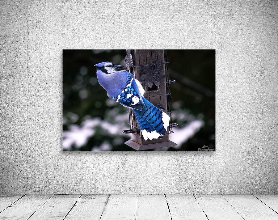 Bird Photography    Wall Preview