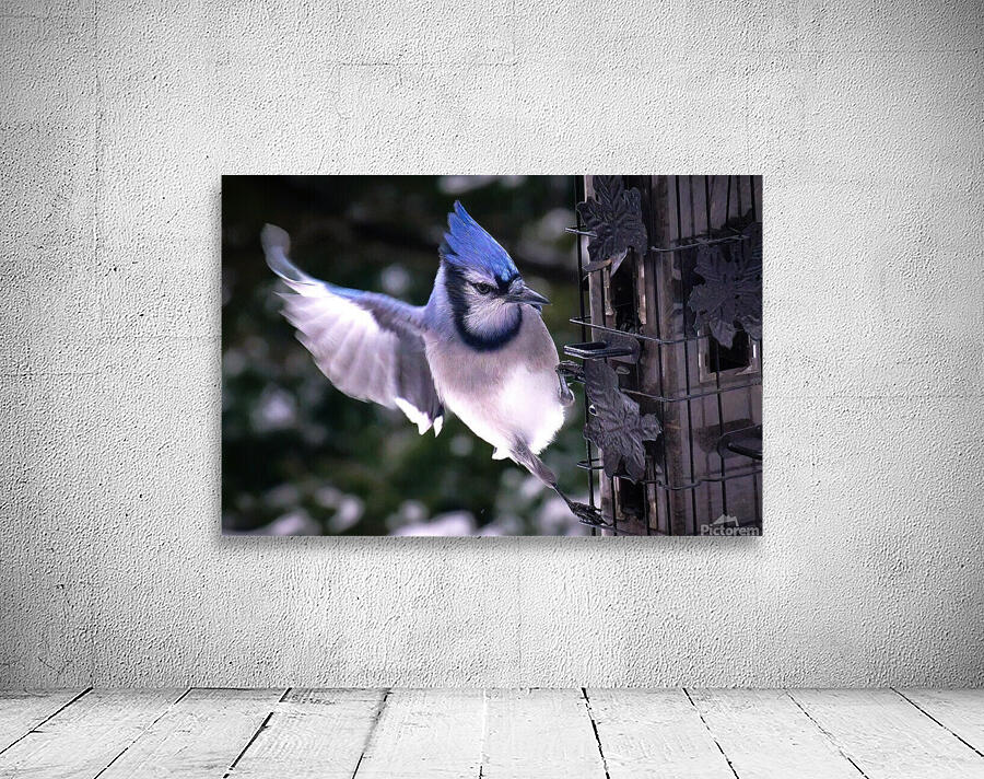 Bird Photography    Wall Preview