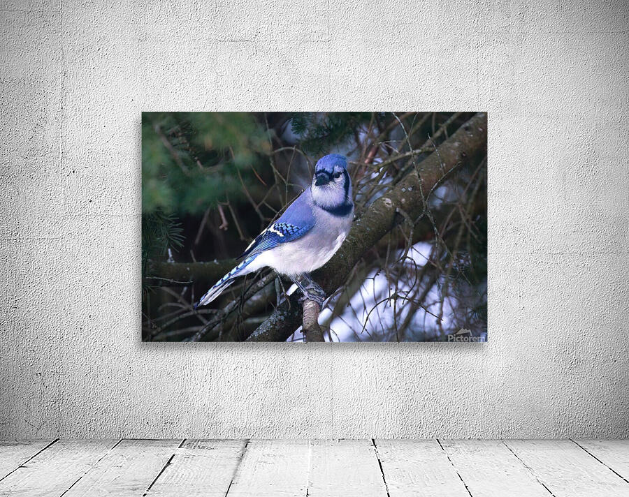 Bird Photography    Wall Preview