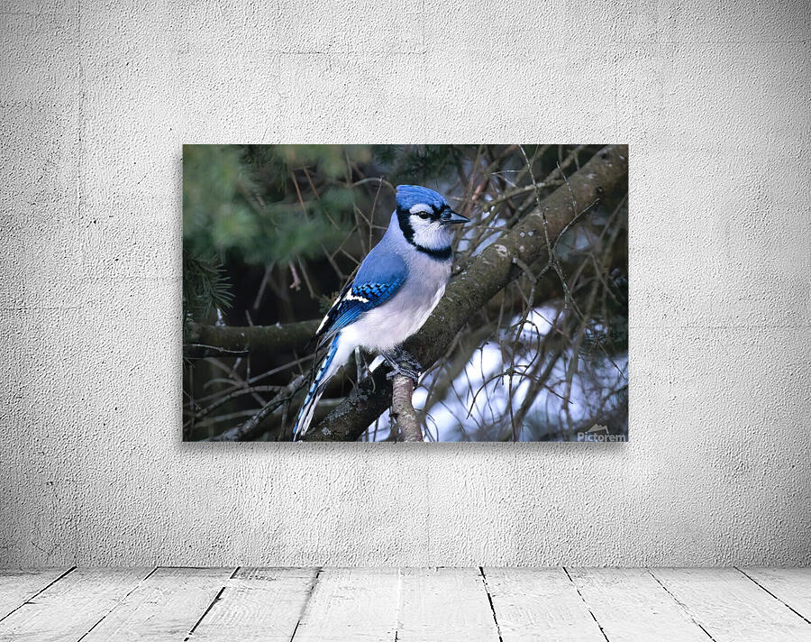 Bird Photography    Wall Preview