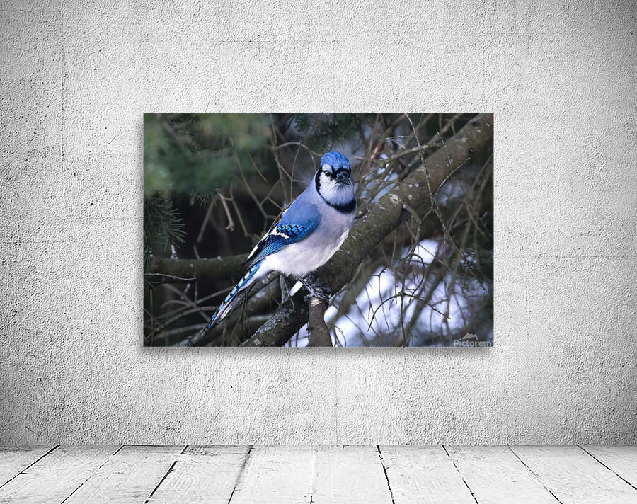 Bird Photography    Wall Preview
