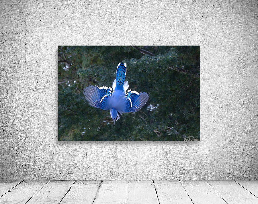Bird Photography    Wall Preview