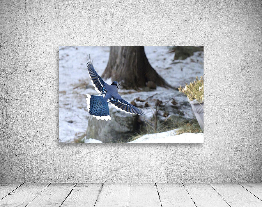 Bird Photography    Wall Preview