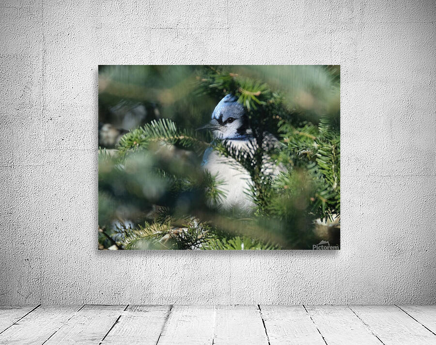 Bird Photography    Wall Preview