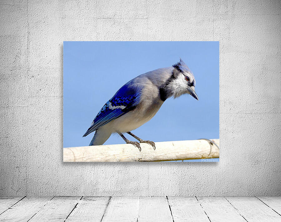 Bird Photography    Wall Preview