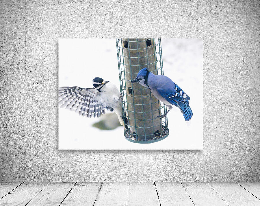 Bird Photography    Wall Preview