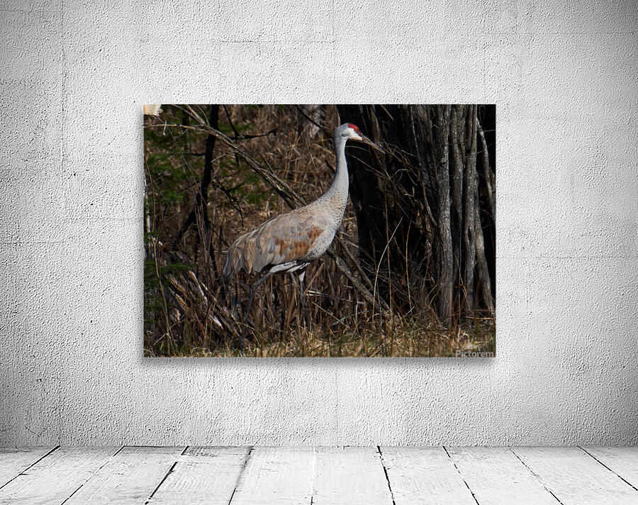Bird Photography    Wall Preview