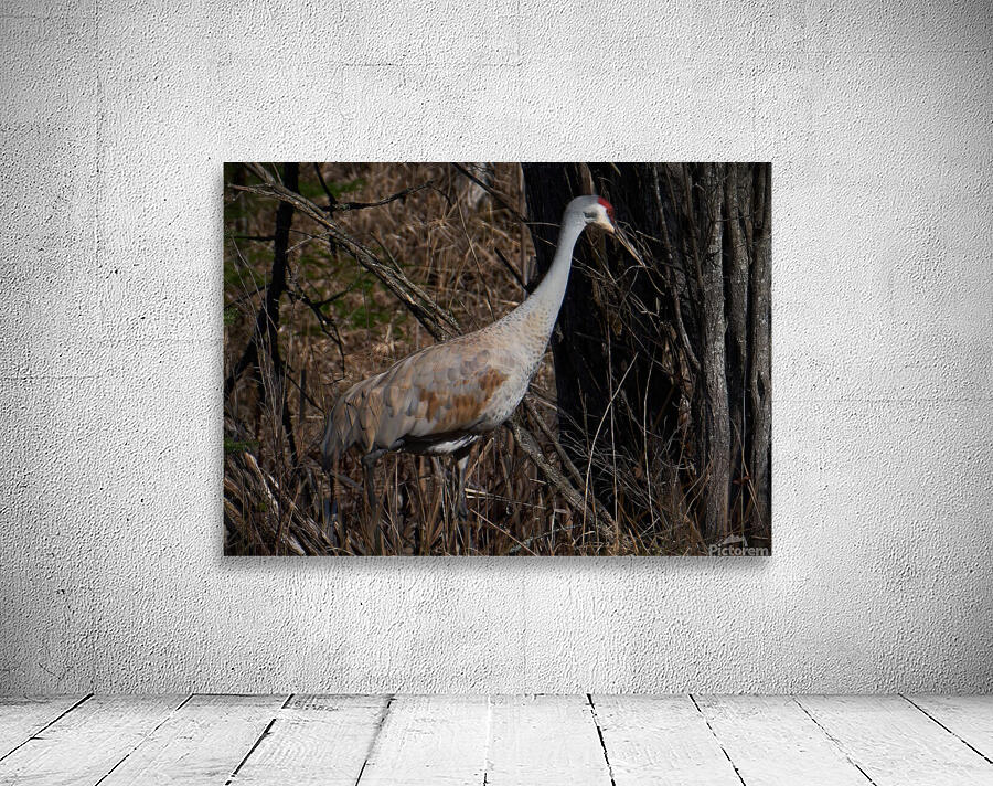 Bird Photography    Wall Preview