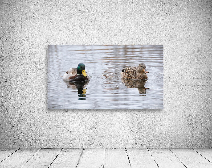 Bird Photography    Wall Preview
