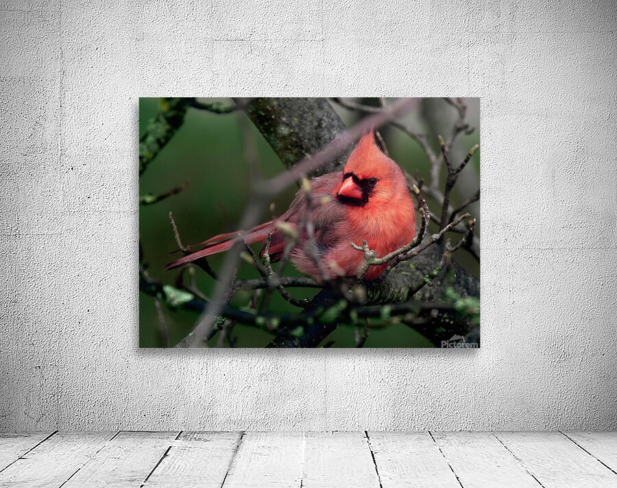 Bird Photography    Wall Preview