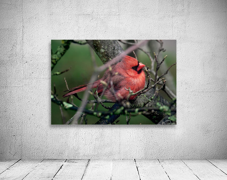Bird Photography    Wall Preview