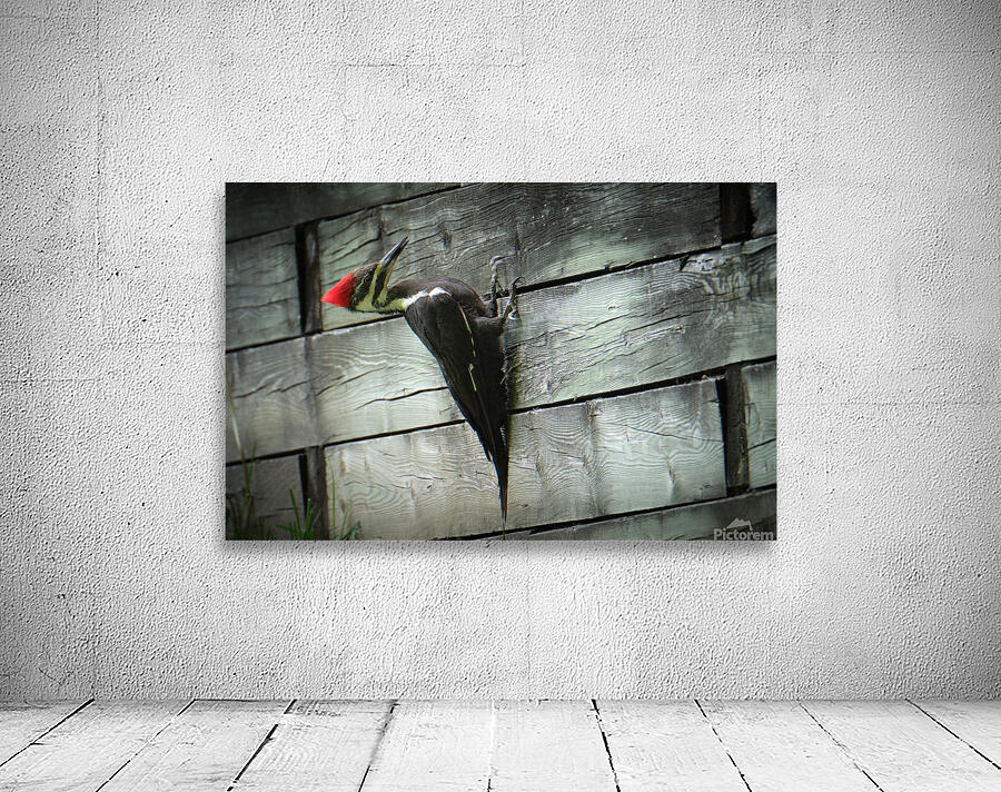 Bird Photography    Wall Preview