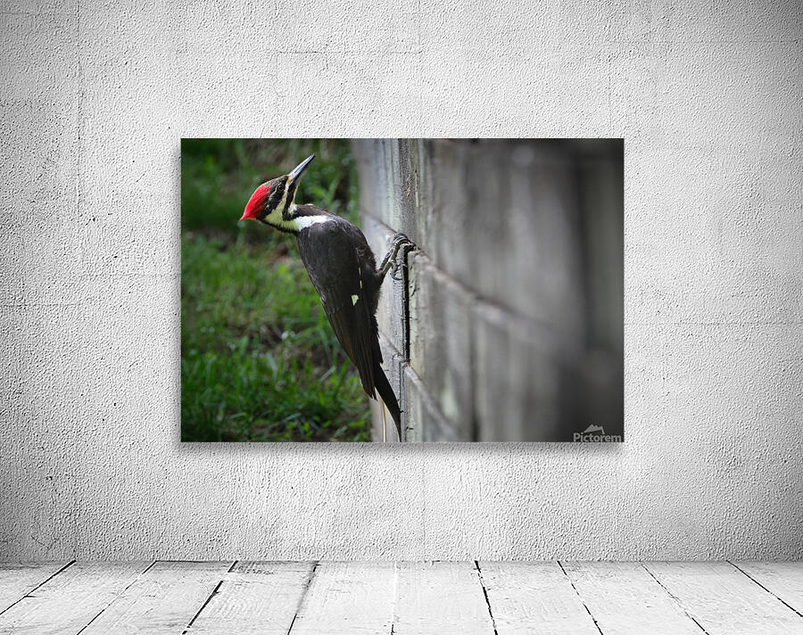 Bird Photography    Wall Preview