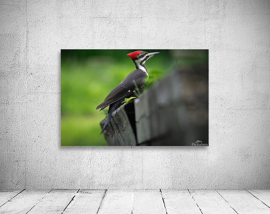 Bird Photography    Wall Preview