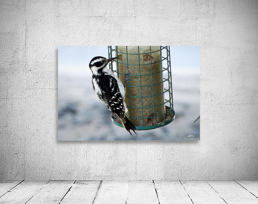 Bird Photography    Wall Preview