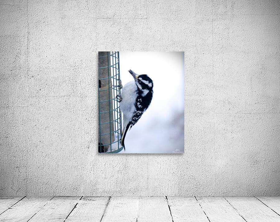 Bird Photography    Wall Preview