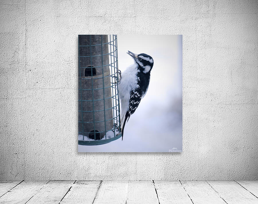 Bird Photography    Wall Preview