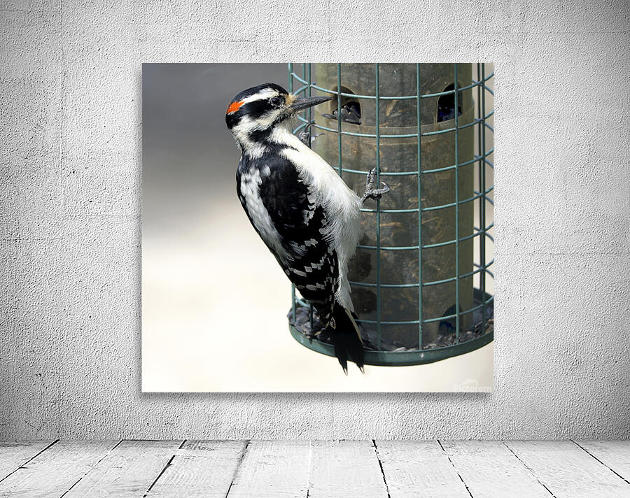Bird Photography    Wall Preview