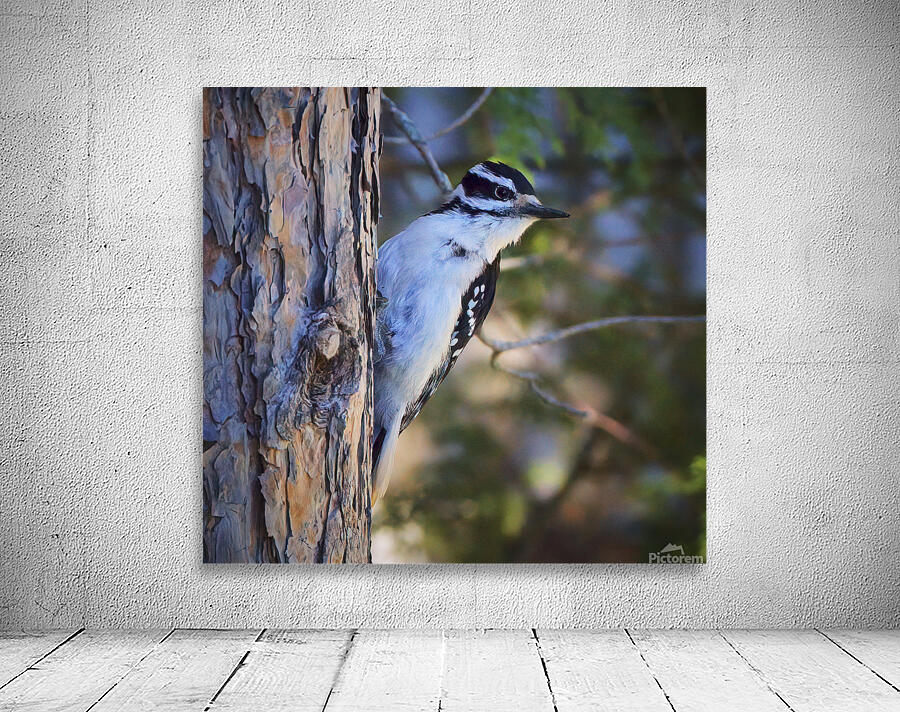 Bird Photography    Wall Preview