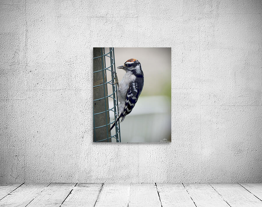 Bird Photography    Wall Preview