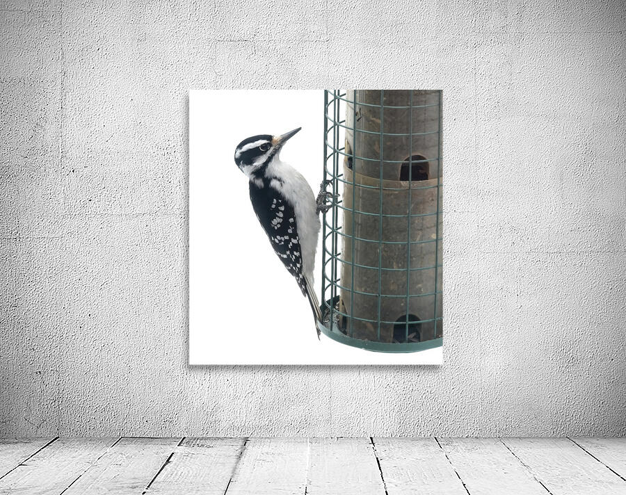 Bird Photography    Wall Preview