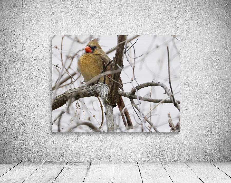 Bird Photography    Wall Preview