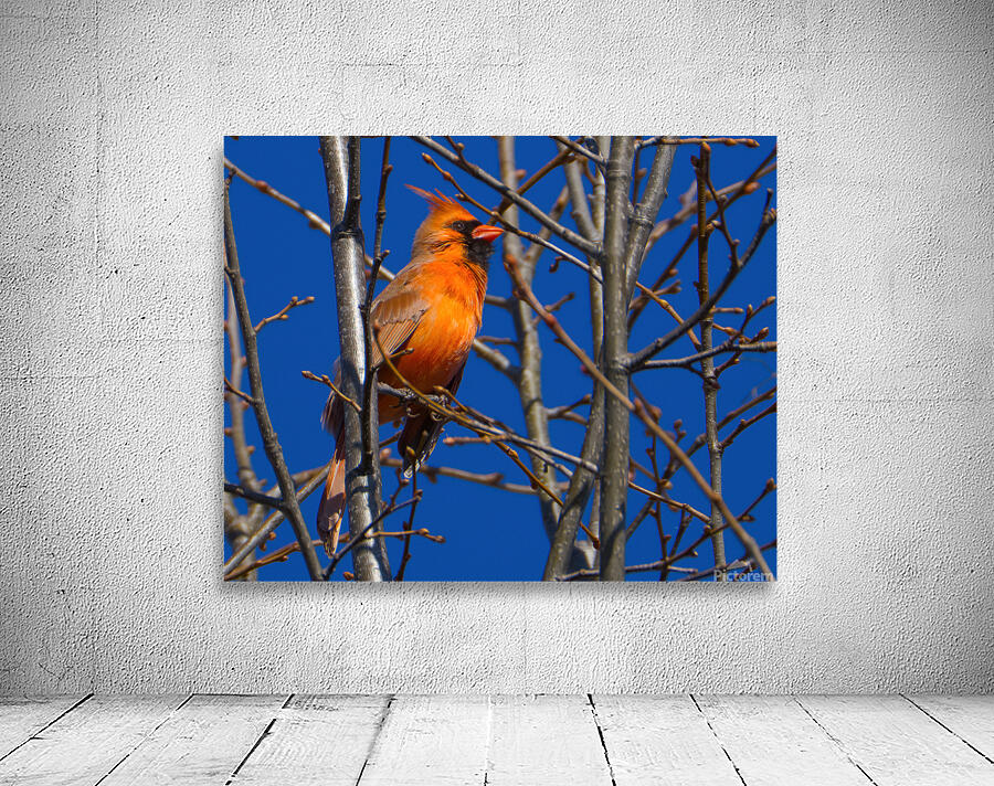 Bird Photography    Wall Preview