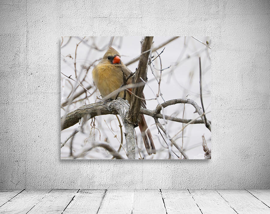 Bird Photography    Wall Preview