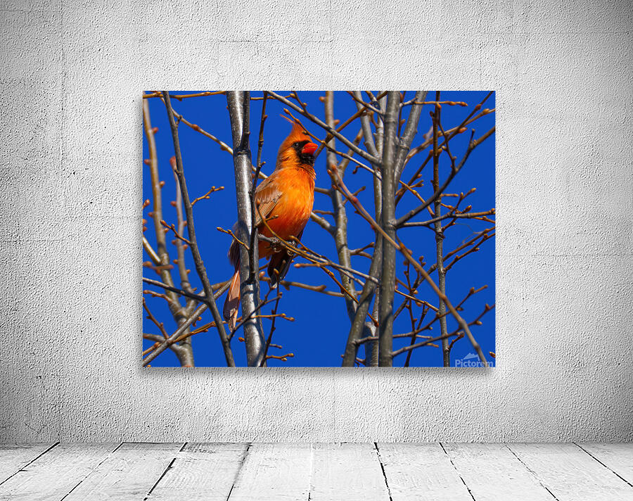 Bird Photography    Wall Preview