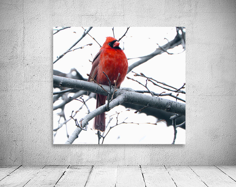 Bird Photography    Wall Preview