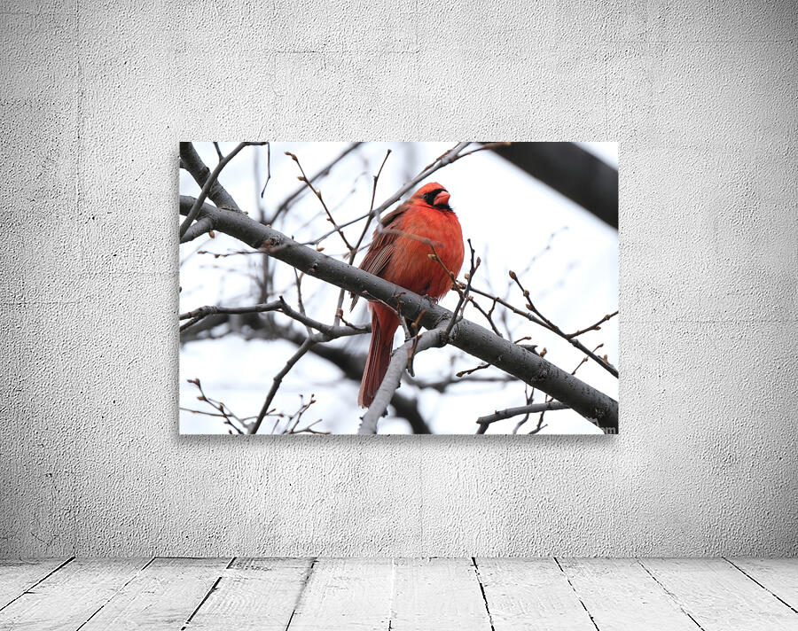 Bird Photography    Wall Preview
