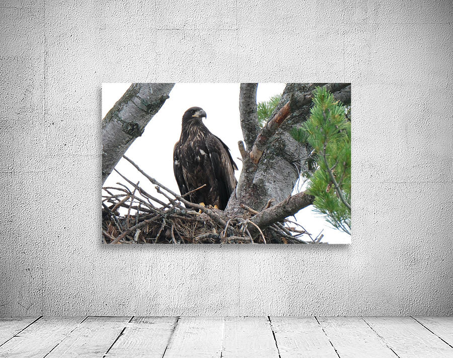 Bird Photography    Wall Preview