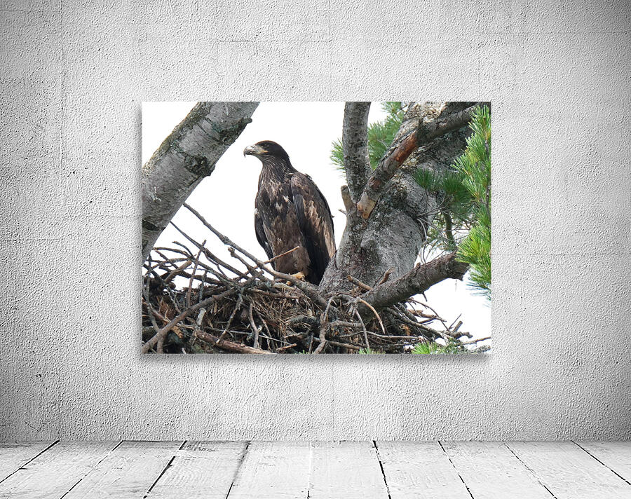 Bird Photography    Wall Preview