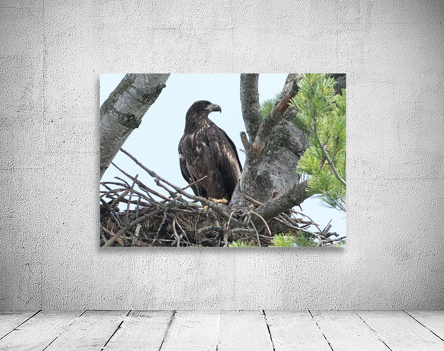 Bird Photography    Wall Preview