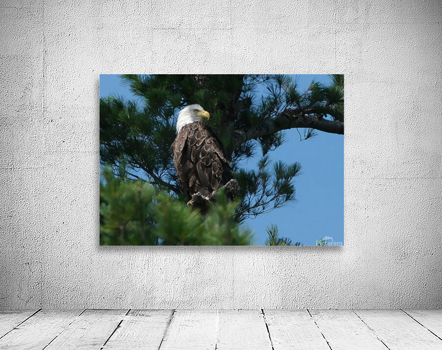 Bird Photography    Wall Preview