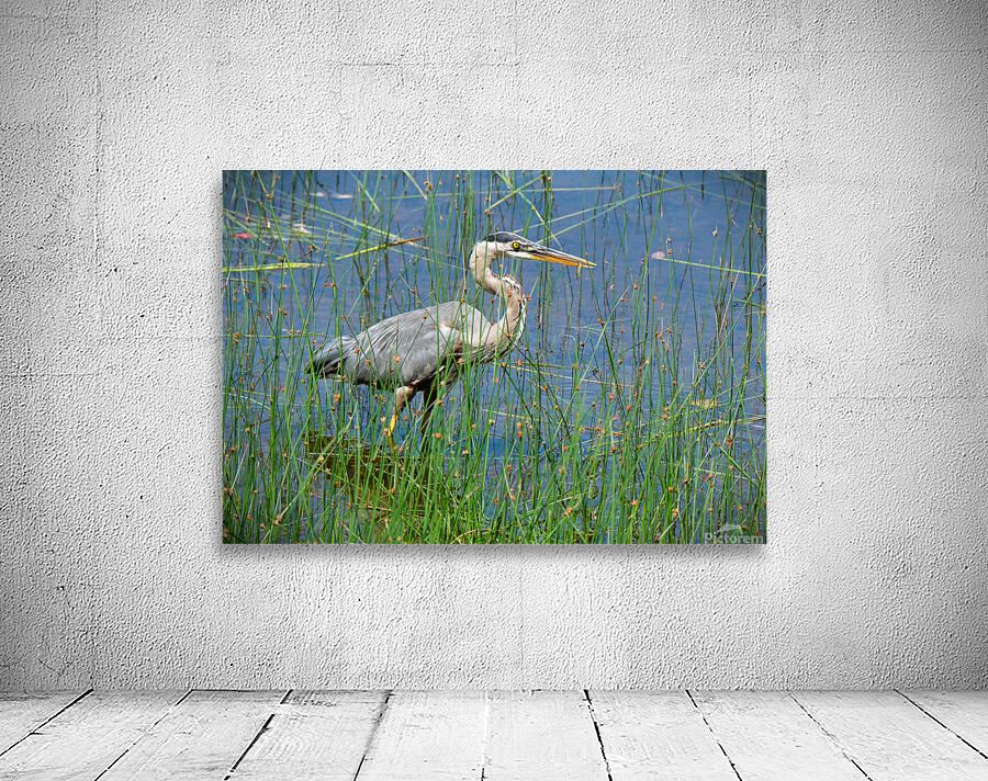 Bird Photography    Wall Preview