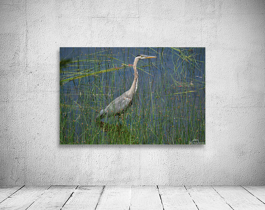 Bird Photography    Wall Preview