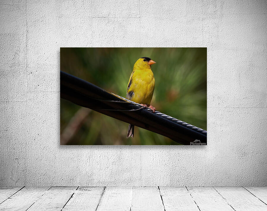 Bird Photography    Wall Preview