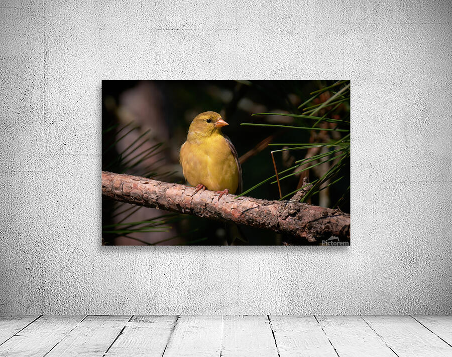 Bird Photography    Wall Preview