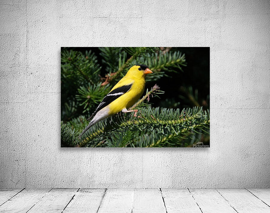 Bird Photography    Wall Preview