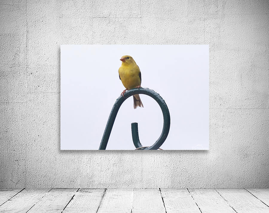 Bird Photography    Wall Preview