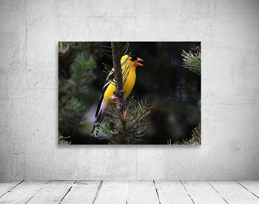 Bird Photography    Wall Preview