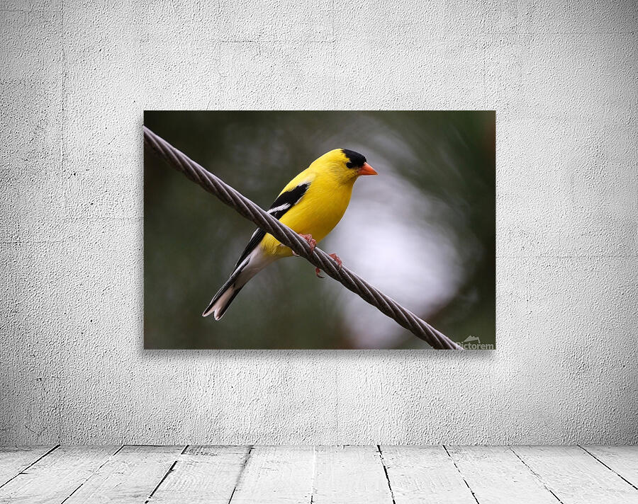 Bird Photography    Wall Preview