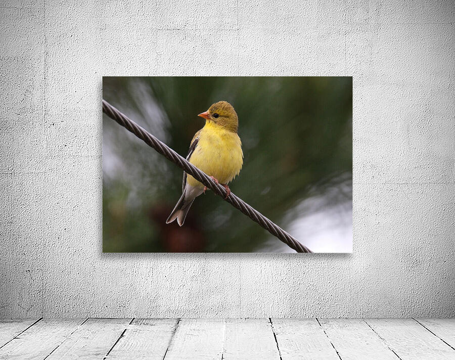 Bird Photography    Wall Preview