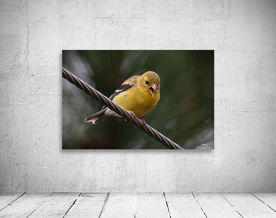 Bird Photography    Wall Preview