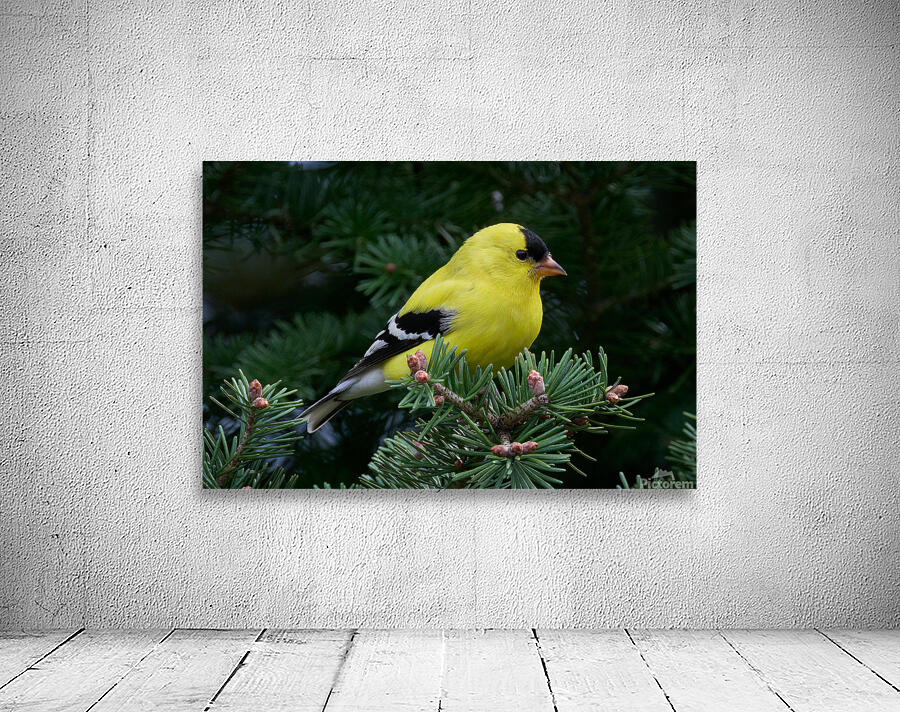 Bird Photography    Wall Preview