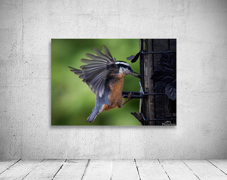 Bird Photography    Wall Preview